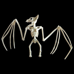 Скелет кажана(28,5 см)